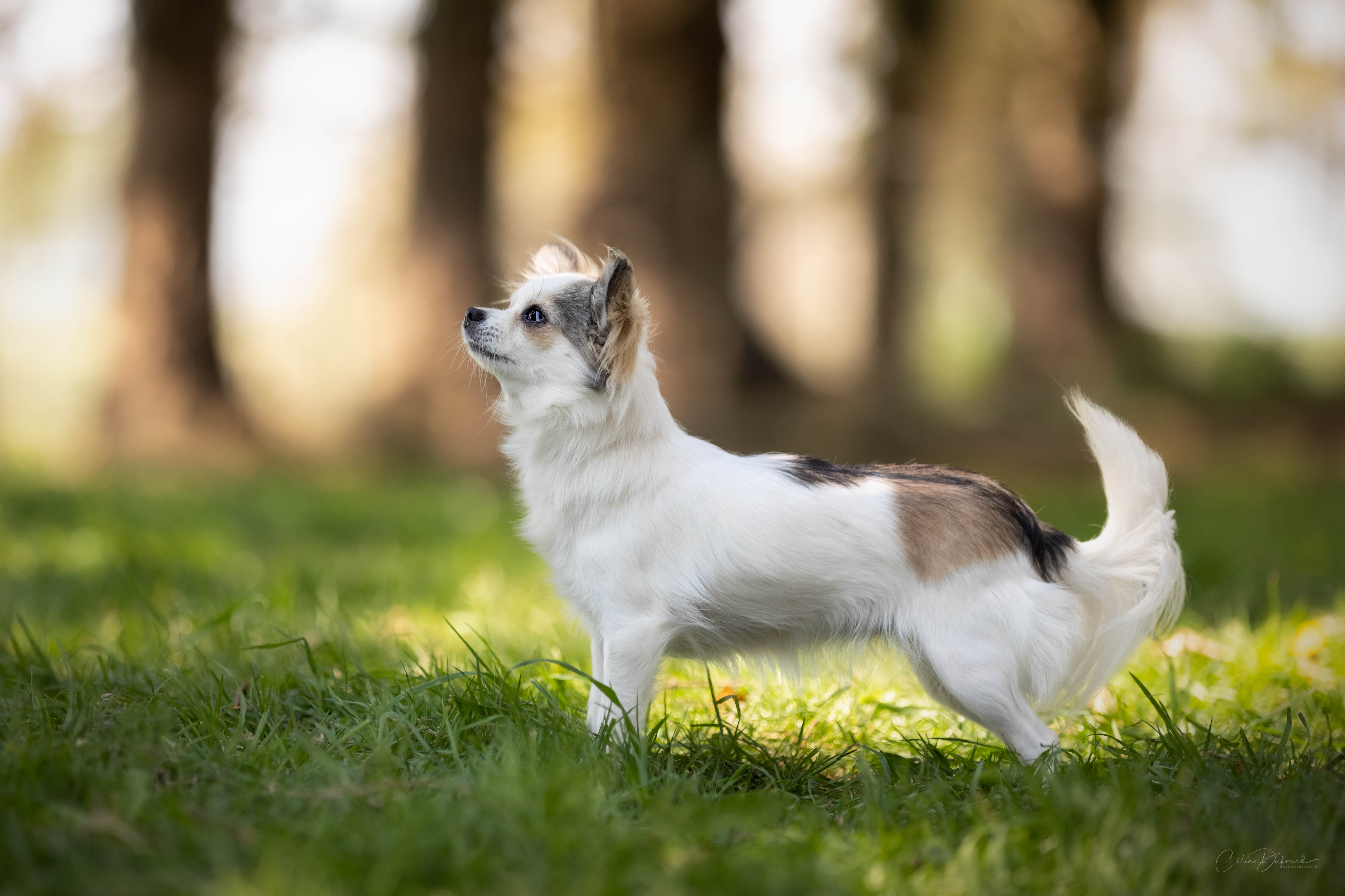 Les Chihuahua de l'affixe Des jardins de margaux