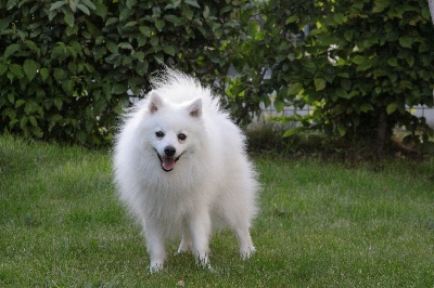 Des jardins de margaux - Chiots Spitz Japonais pour fin Juillet