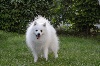  - Chiots Spitz Japonais pour fin Juillet