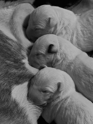 Des jardins de margaux - Bull Terrier Miniature - Portée née le 02/03/2024