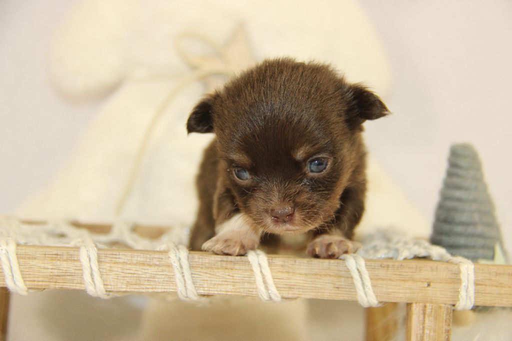 Des jardins de margaux - Chiot disponible  - Chihuahua