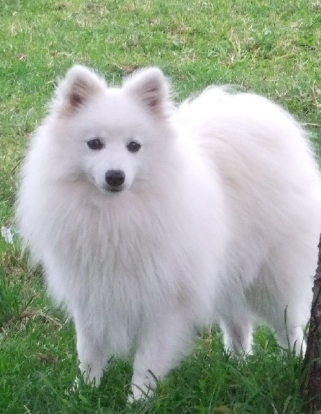 CH. Ichiyo Des jardins de margaux