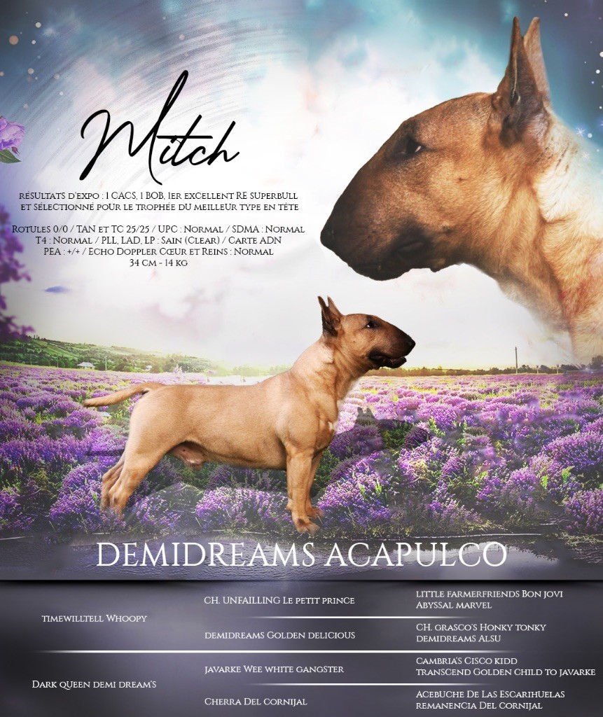 demidreams Acapulco