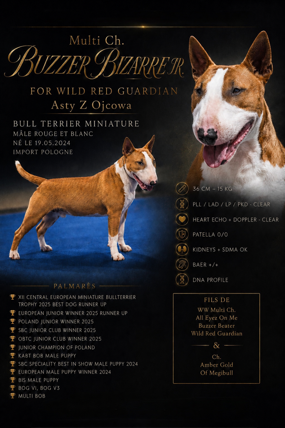 CH. BUZZER BIZARRE JR. FOR WILD RED GUARDIAN  Asty Z Ojcowa