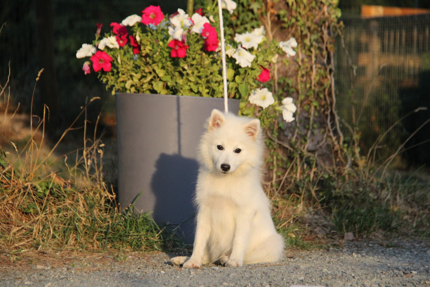 Chiot de 5 mois disponible de suite