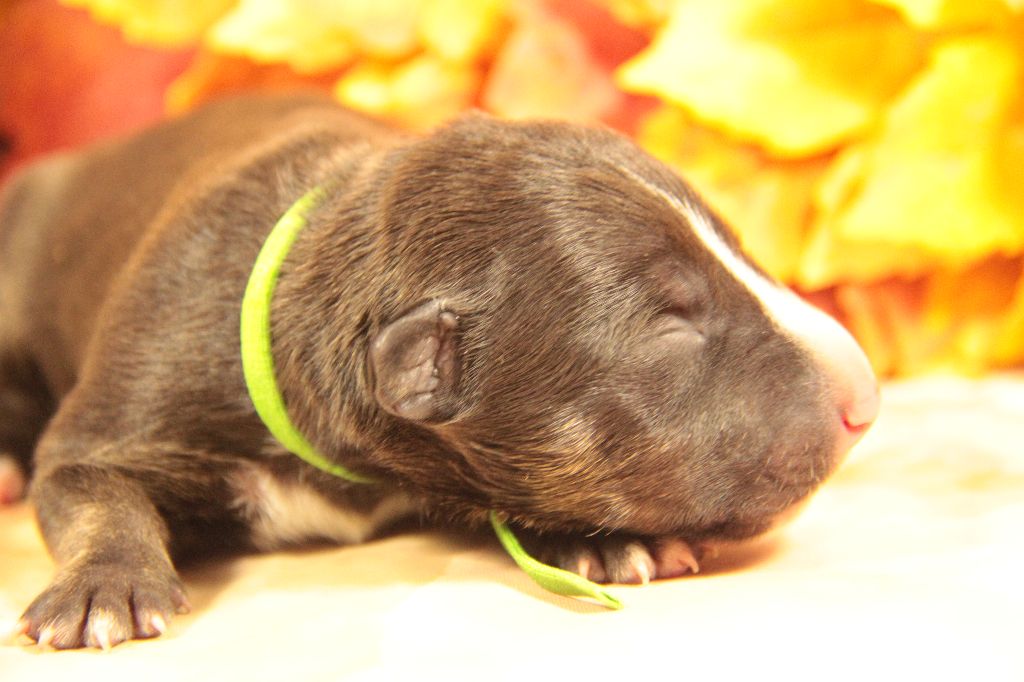 Des jardins de margaux - Chiots disponibles - Bull Terrier Miniature