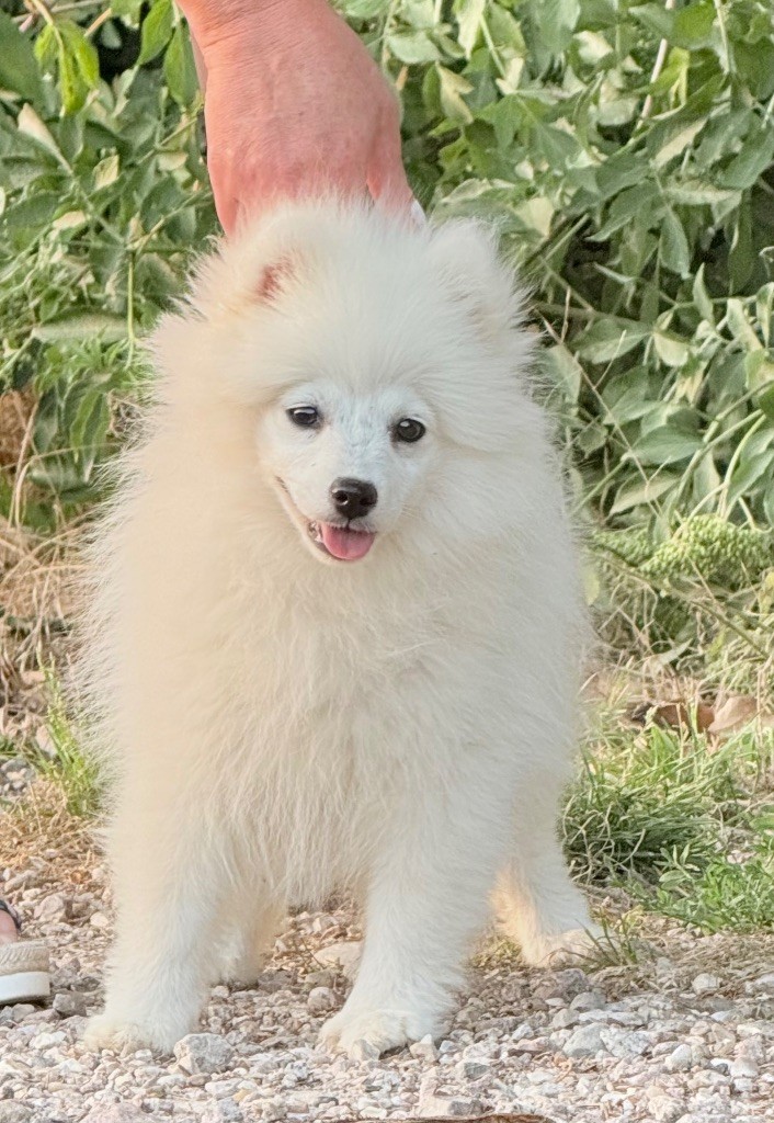 Des jardins de margaux - Chiots disponibles - Spitz japonais