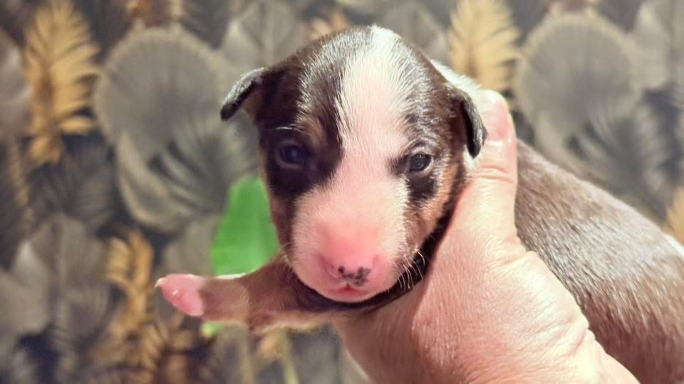 Des jardins de margaux - Chiots disponibles - Bull Terrier Miniature