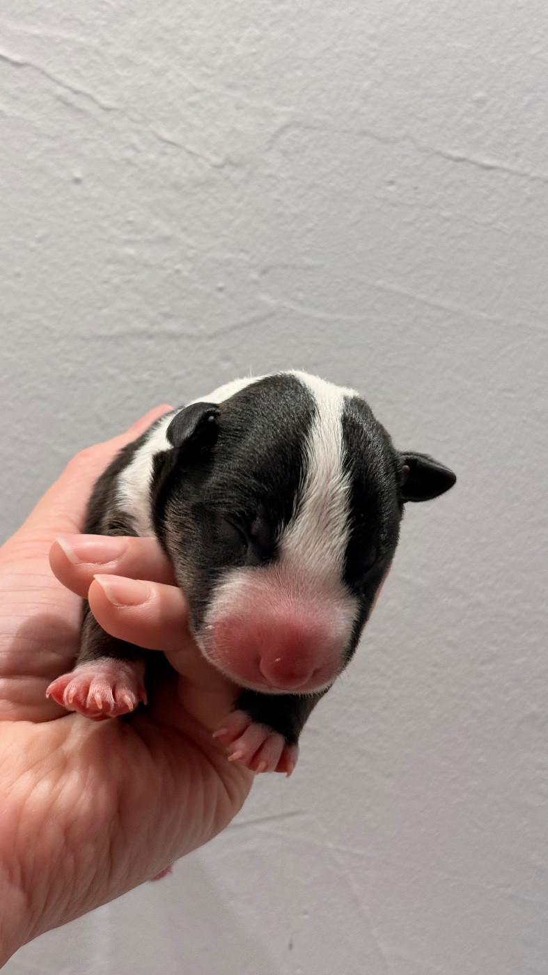 Des jardins de margaux - Chiots disponibles - Bull Terrier Miniature