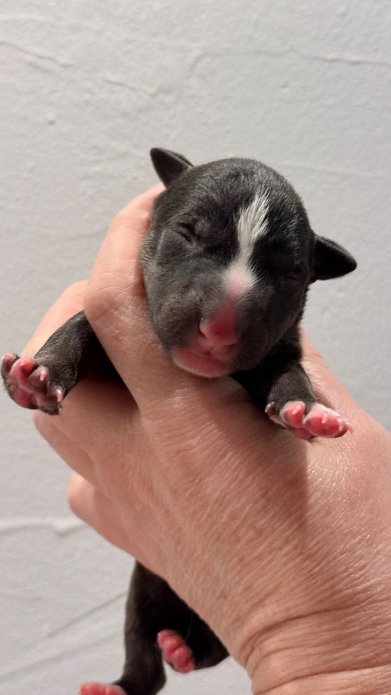 Des jardins de margaux - Chiots disponibles - Bull Terrier Miniature