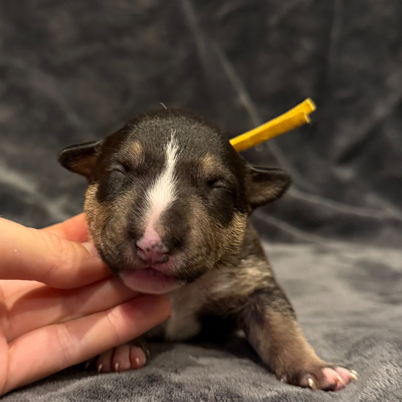 Des jardins de margaux - Chiots disponibles - Bull Terrier Miniature