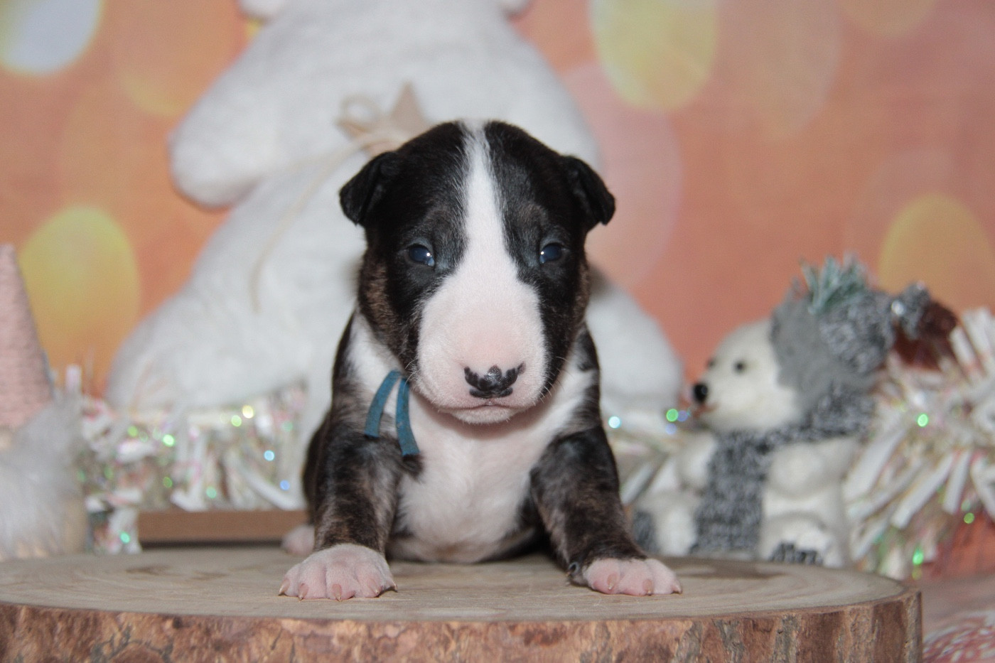 Des jardins de margaux - Chiots disponibles - Bull Terrier Miniature