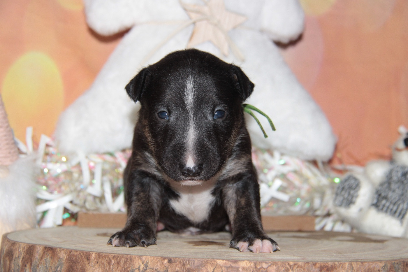 Des jardins de margaux - Chiots disponibles - Bull Terrier Miniature