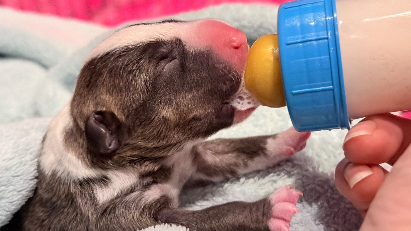 Des jardins de margaux - Chiots disponibles - Bull Terrier Miniature