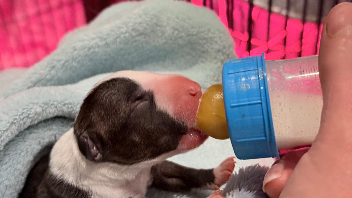 Des jardins de margaux - Chiots disponibles - Bull Terrier Miniature