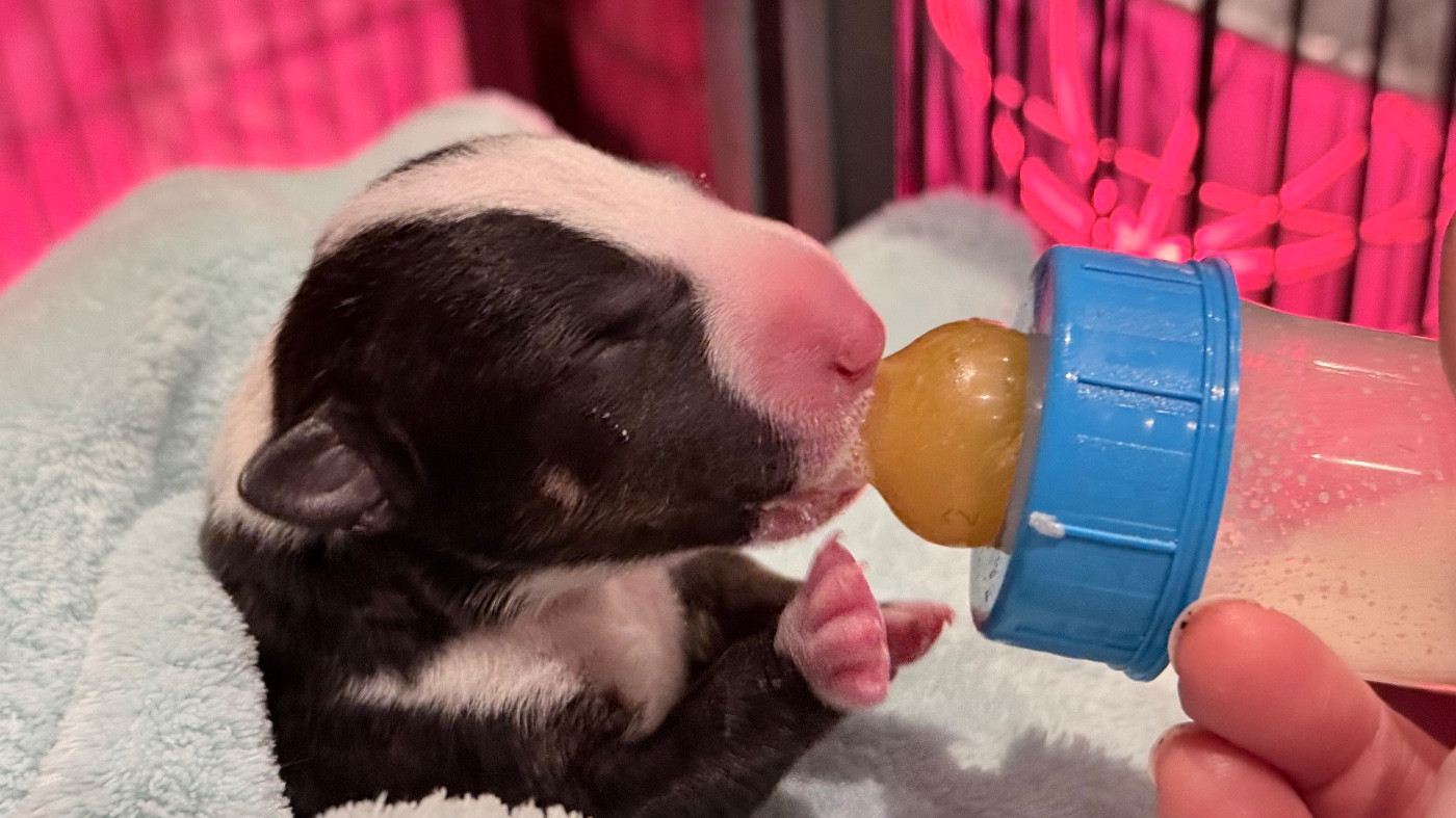 Des jardins de margaux - Chiots disponibles - Bull Terrier Miniature