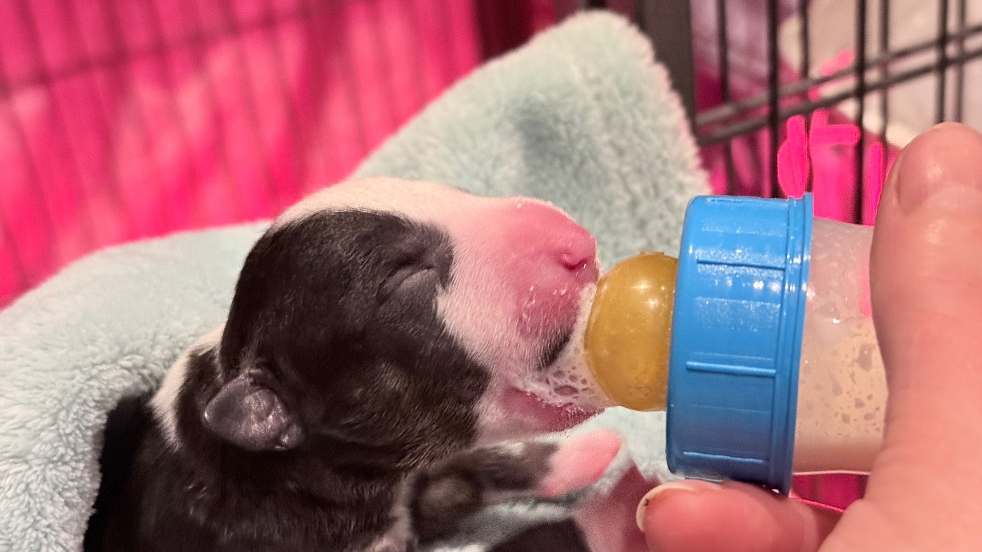 Des jardins de margaux - Chiots disponibles - Bull Terrier Miniature