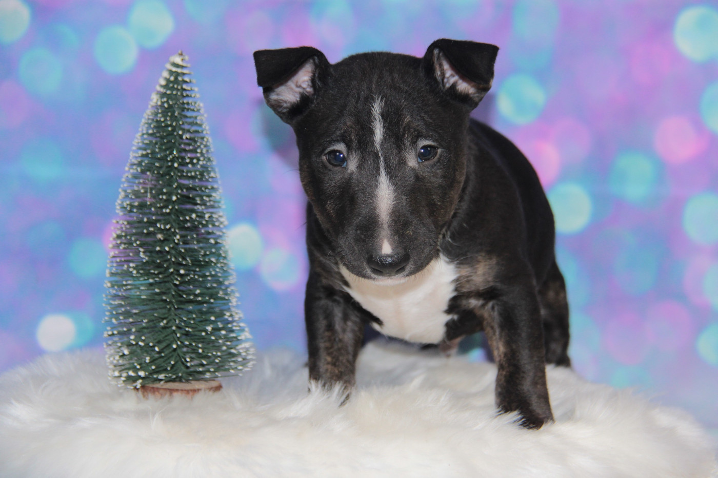 Des jardins de margaux - Chiots disponibles - Bull Terrier Miniature