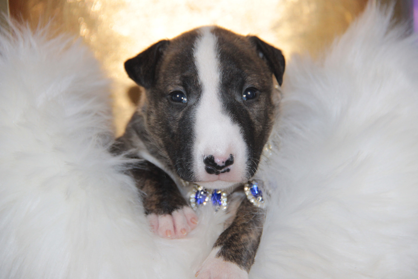 Des jardins de margaux - Chiots disponibles - Bull Terrier Miniature