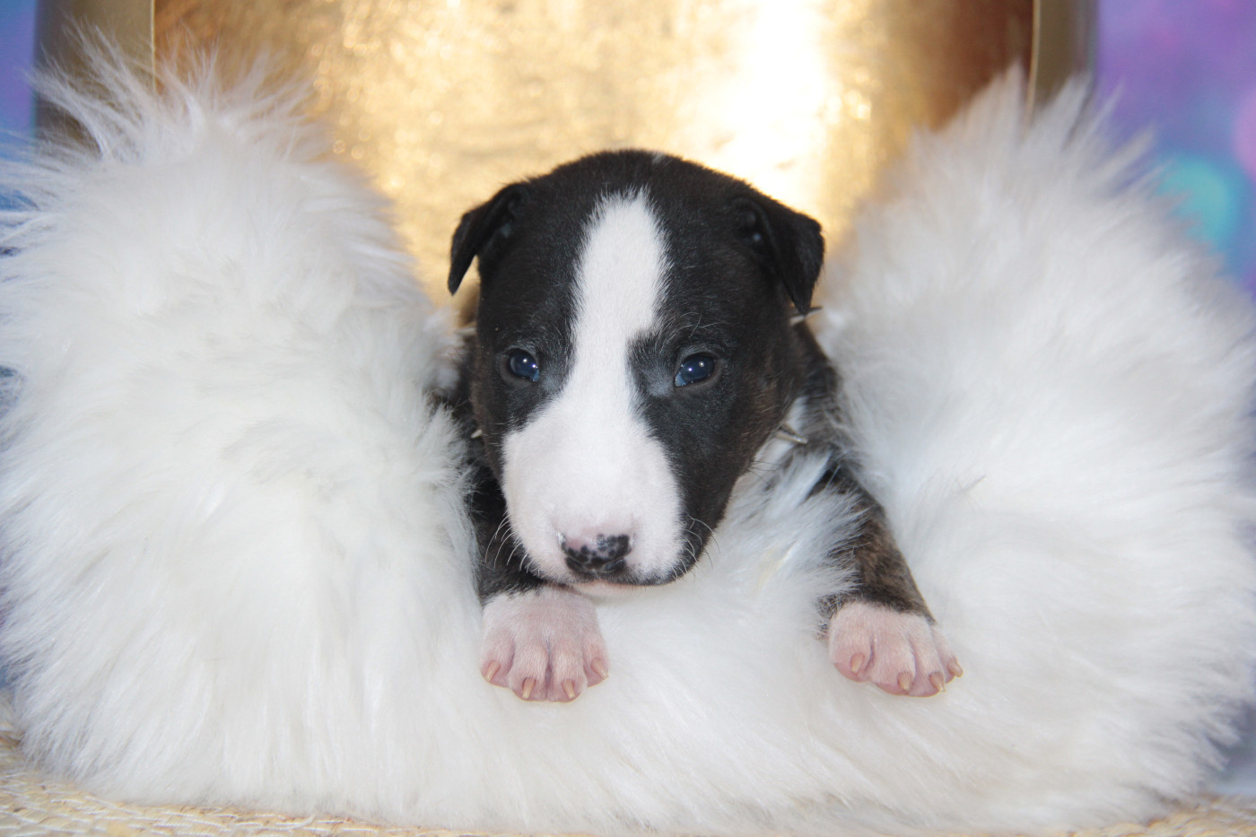 Des jardins de margaux - Chiots disponibles - Bull Terrier Miniature