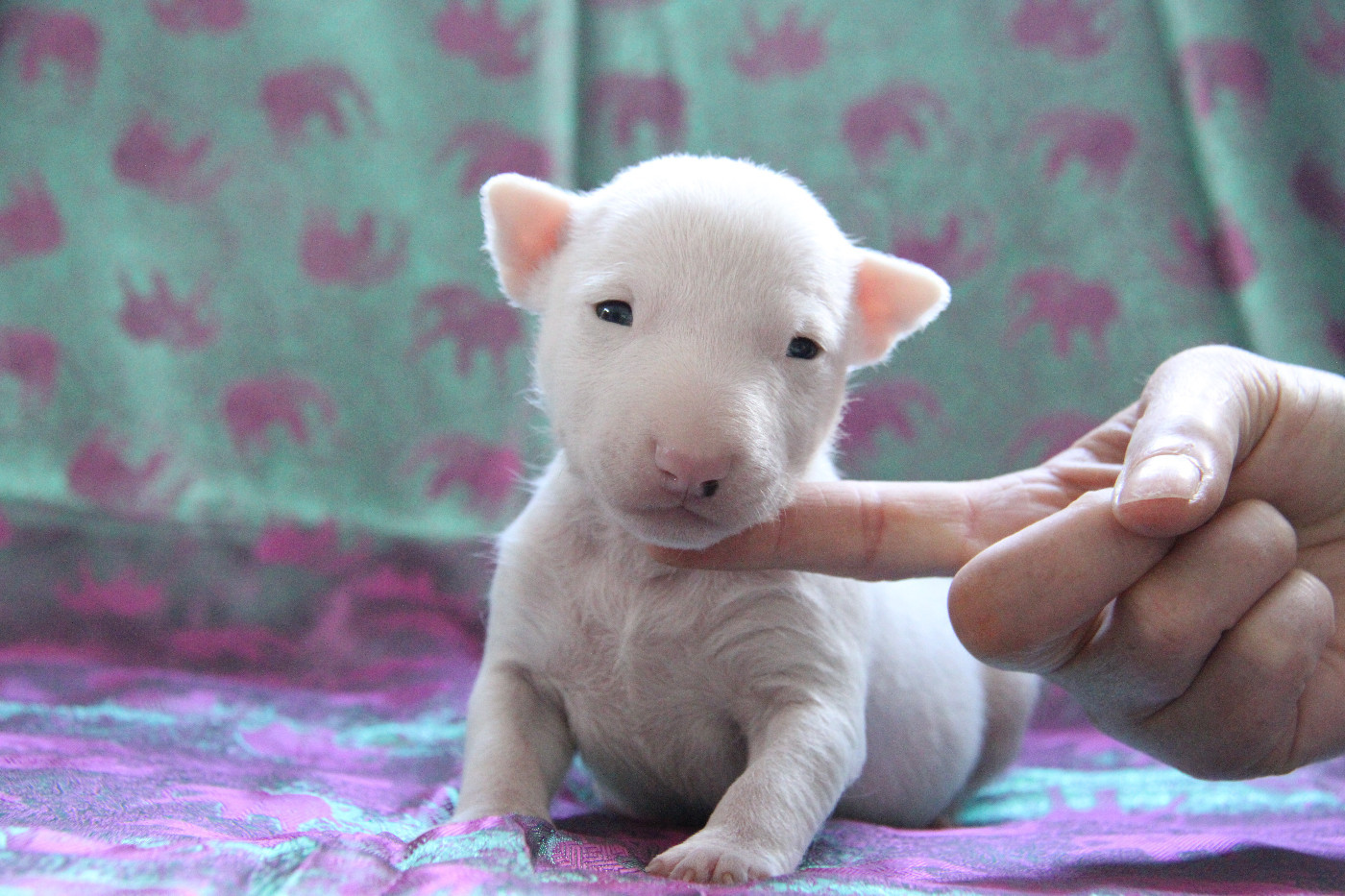 Des jardins de margaux - Chiots disponibles - Bull Terrier Miniature