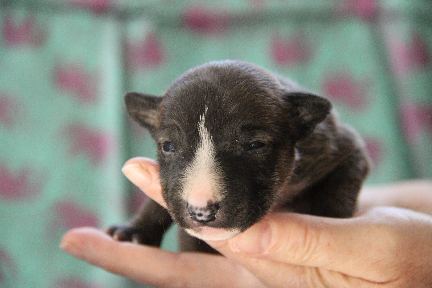 Des jardins de margaux - Chiots disponibles - Bull Terrier Miniature