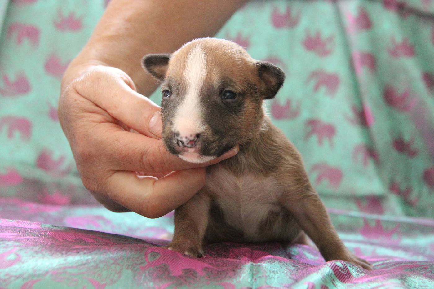 Des jardins de margaux - Chiots disponibles - Bull Terrier Miniature