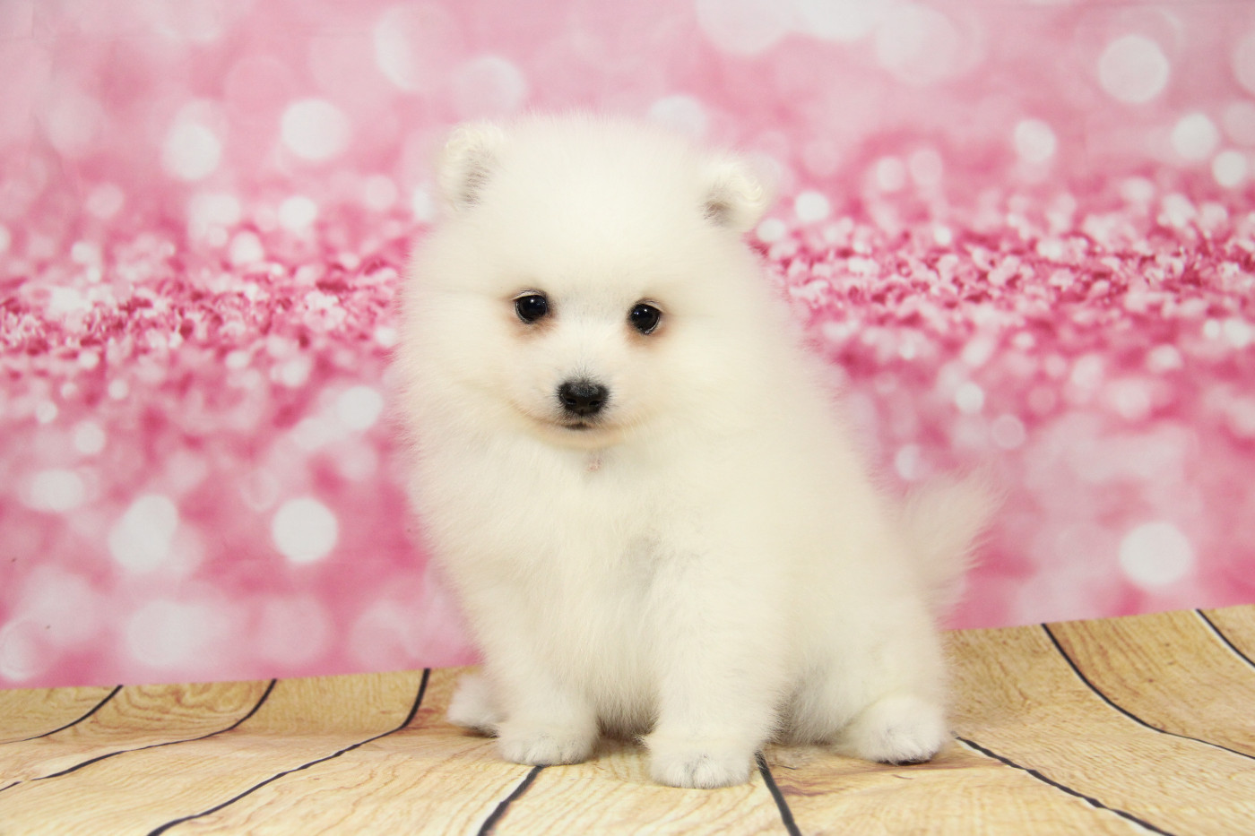 Des jardins de margaux - Chiots disponibles - Spitz japonais