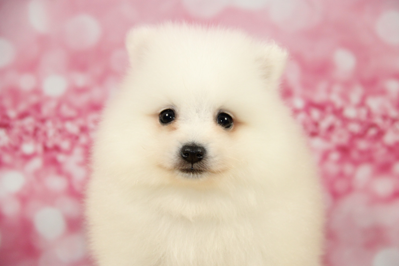 Des jardins de margaux - Chiots disponibles - Spitz japonais