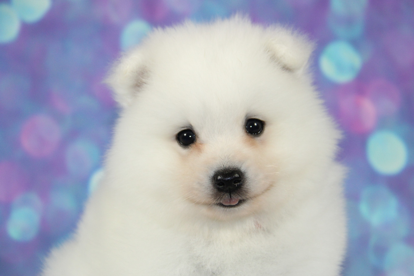 Des jardins de margaux - Chiots disponibles - Spitz japonais