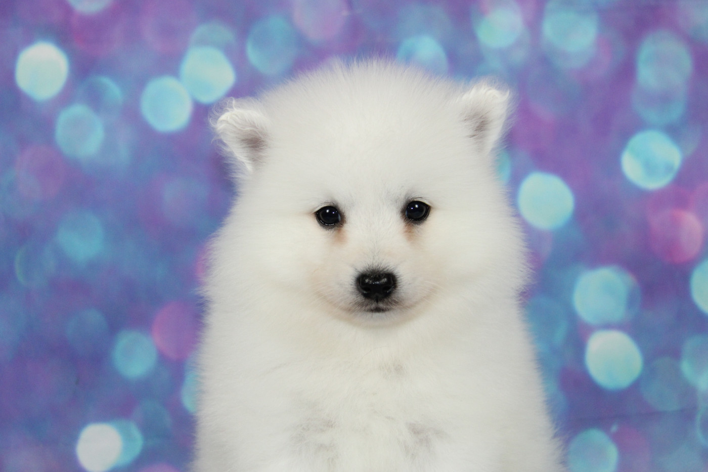 Des jardins de margaux - Chiots disponibles - Spitz japonais