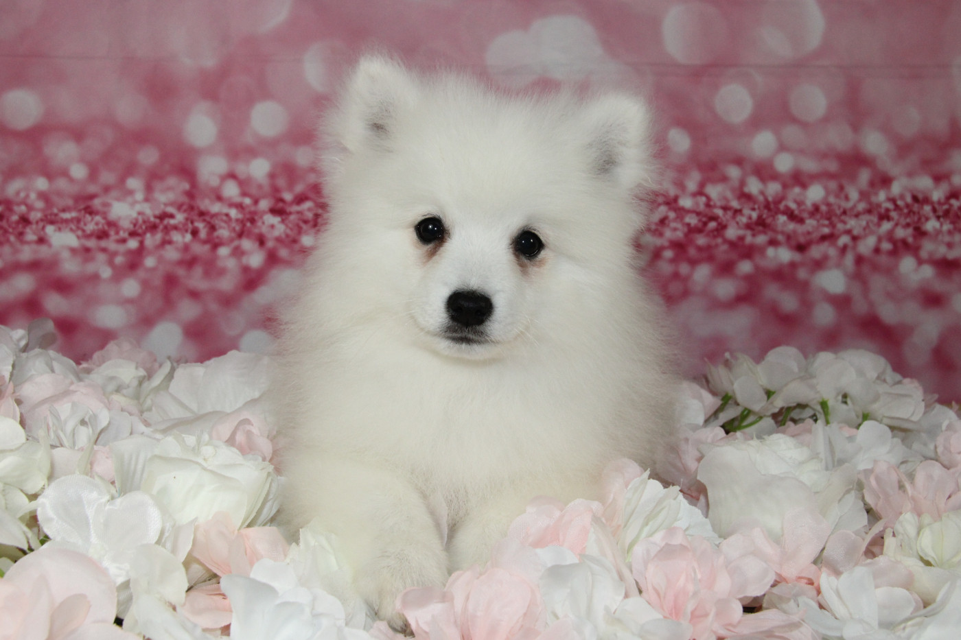 Des jardins de margaux - Chiots disponibles - Spitz japonais