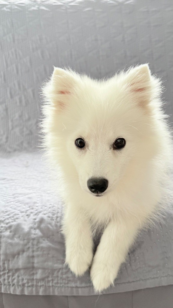 Des jardins de margaux - Chiots disponibles - Spitz japonais