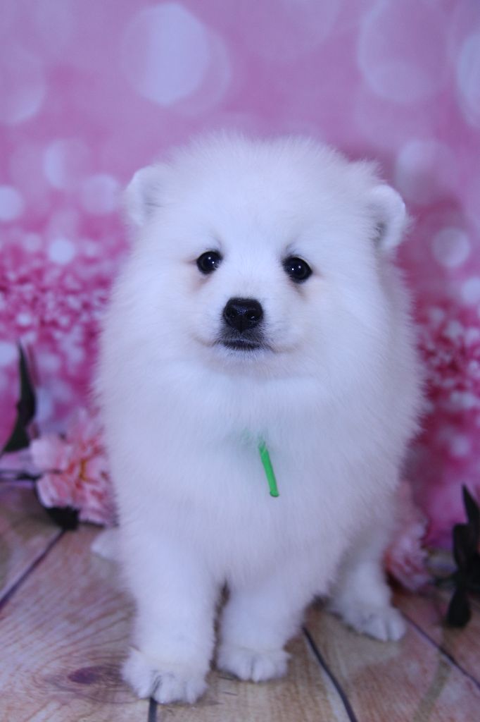 Des jardins de margaux - Chiots disponibles - Spitz japonais