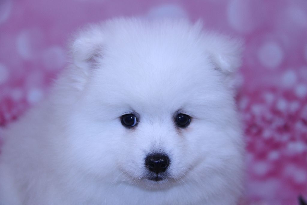 Des jardins de margaux - Chiots disponibles - Spitz japonais