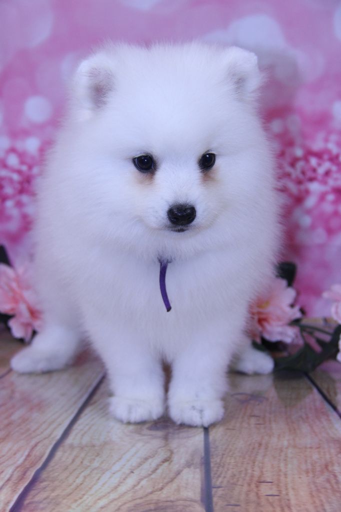 Des jardins de margaux - Chiots disponibles - Spitz japonais