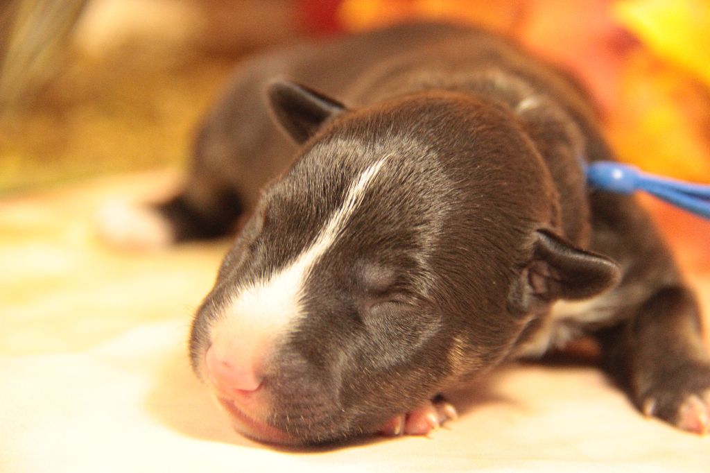Des jardins de margaux - Chiots disponibles - Bull Terrier Miniature