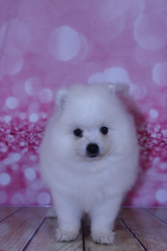 Des jardins de margaux - Chiots disponibles - Spitz japonais