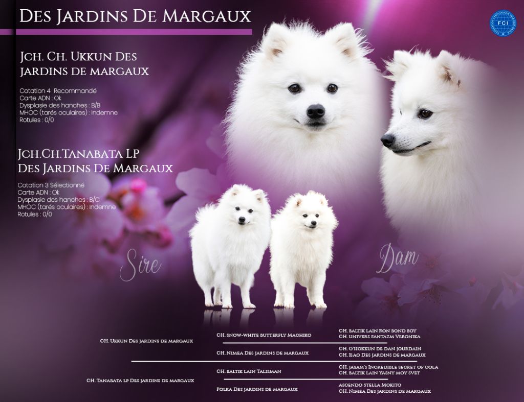 Chiot Spitz japonais Des jardins de margaux