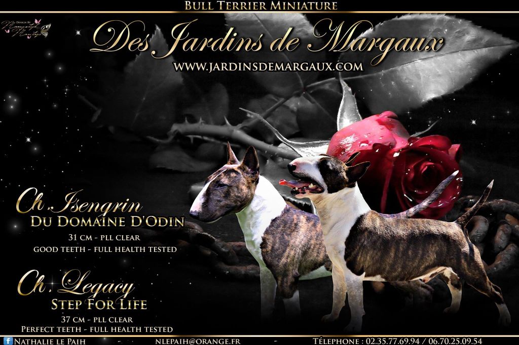 Chiot Bull Terrier Miniature Des jardins de margaux