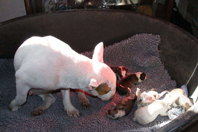 Chiot Bull Terrier Miniature Des jardins de margaux