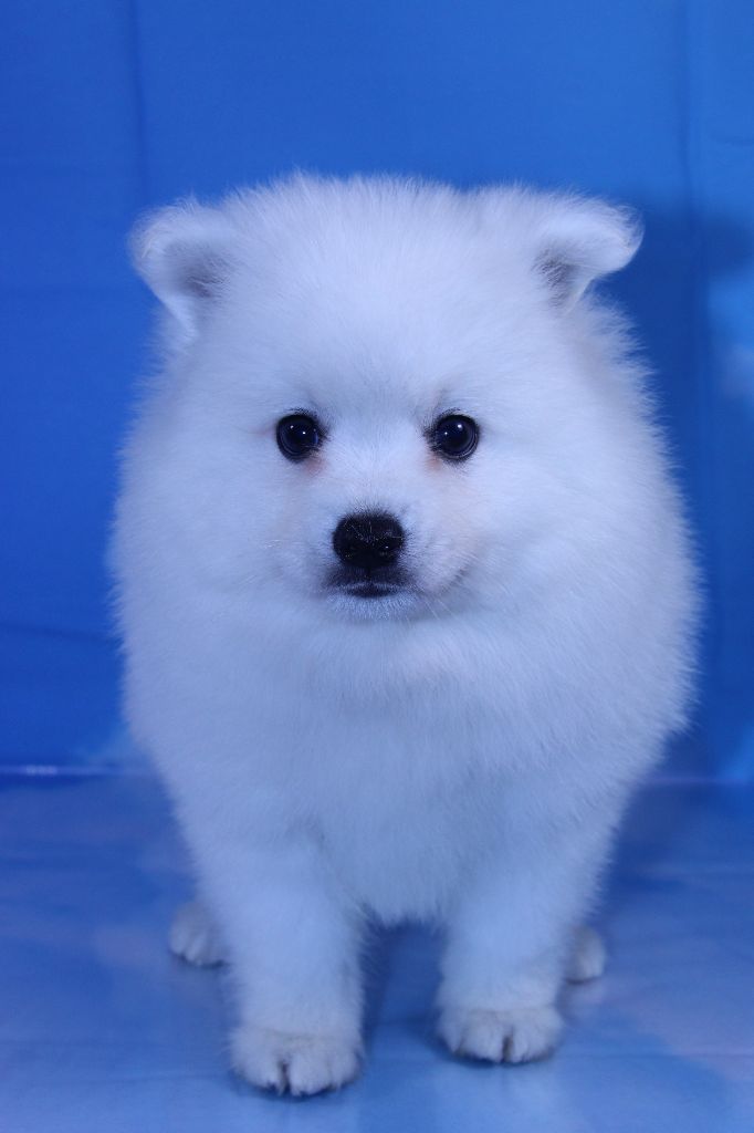 Des jardins de margaux - Chiots disponibles - Spitz japonais