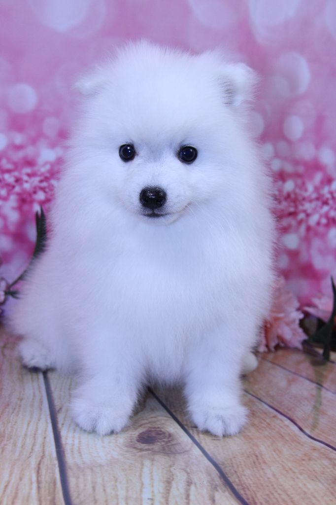 Des jardins de margaux - Chiots disponibles - Spitz japonais