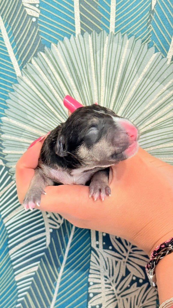 Des jardins de margaux - Chiots disponibles - Bull Terrier Miniature
