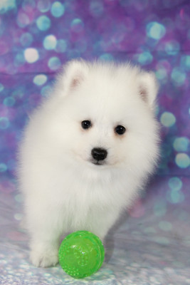 BAO