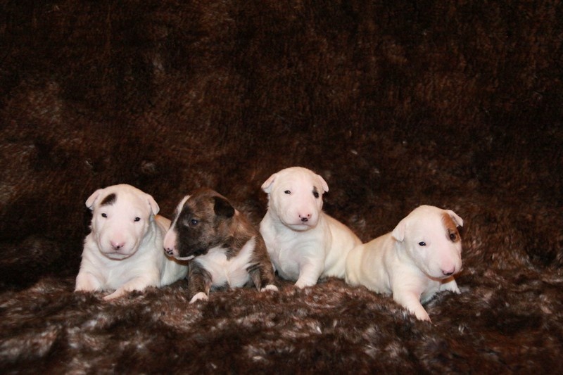 Chiot Bull Terrier Miniature Des jardins de margaux