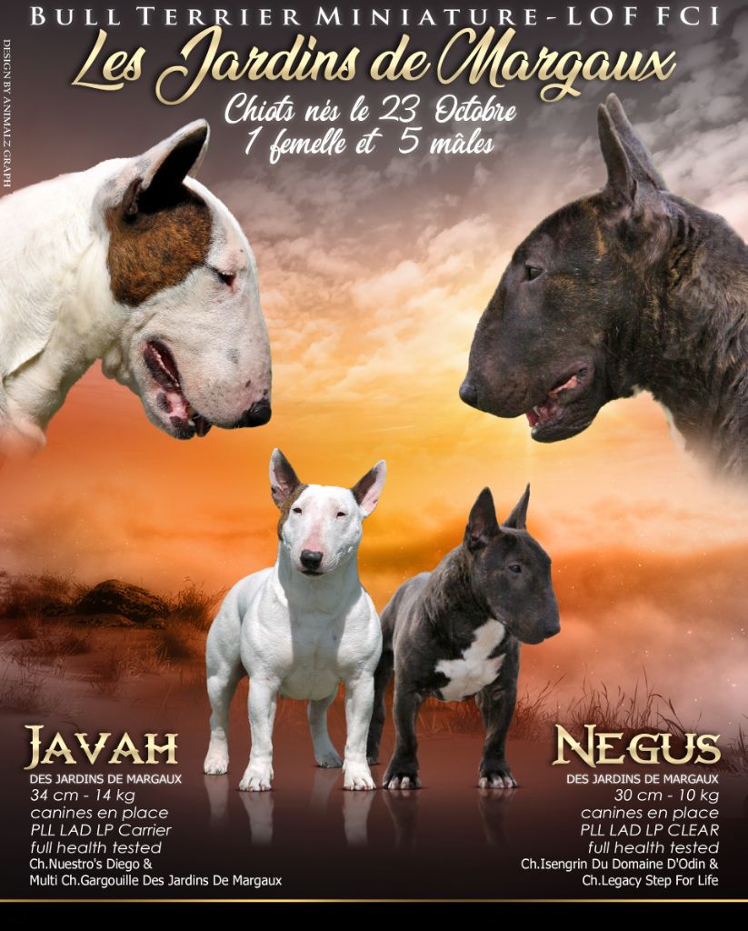Chiot Bull Terrier Miniature Des jardins de margaux