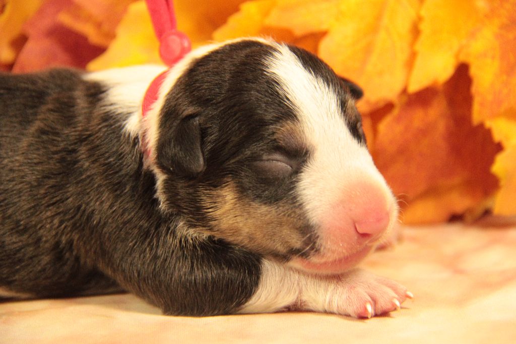 Des jardins de margaux - Chiots disponibles - Bull Terrier Miniature