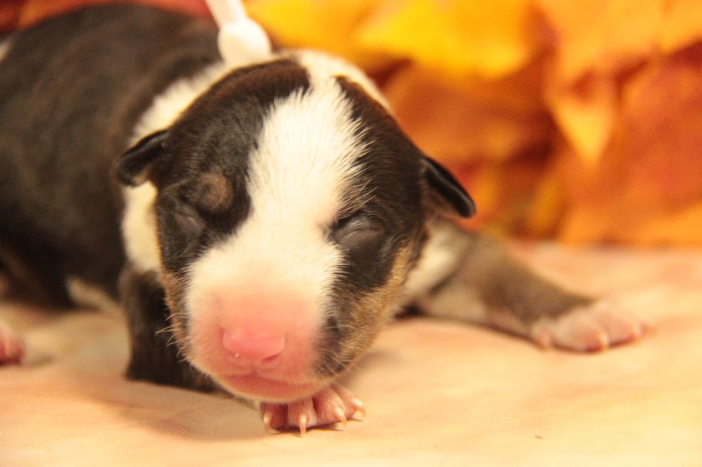 Des jardins de margaux - Chiots disponibles - Bull Terrier Miniature