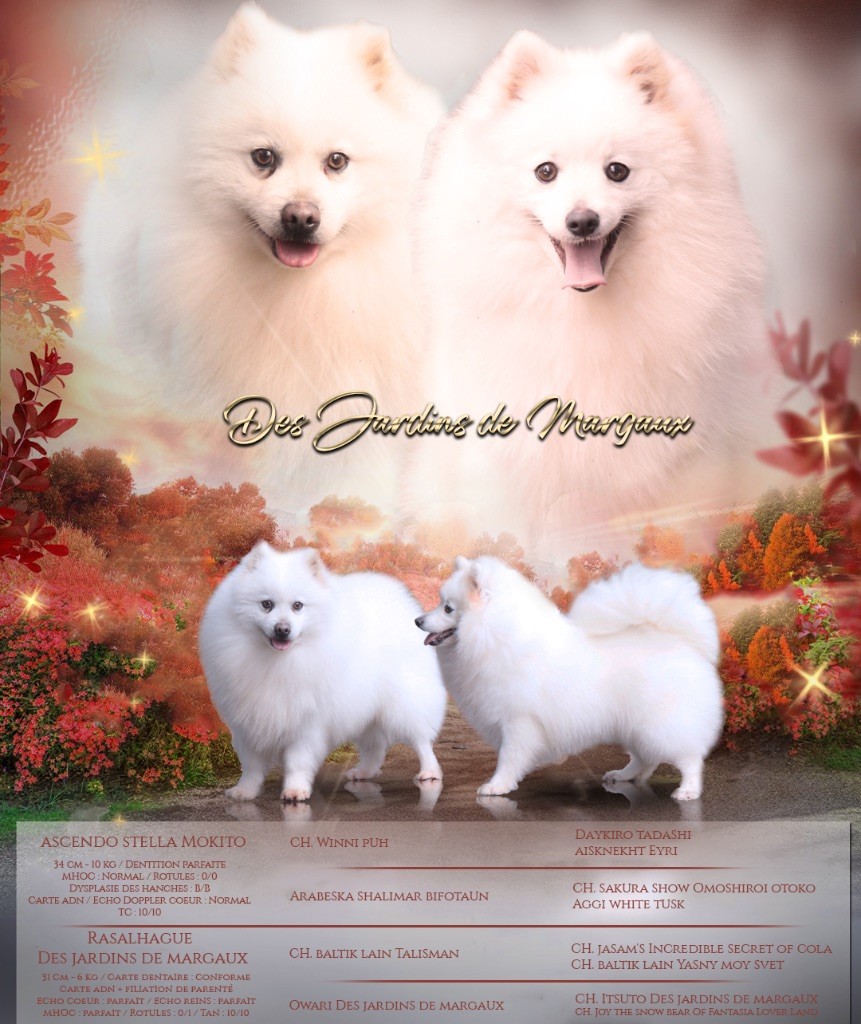 Chiot Spitz japonais Des jardins de margaux